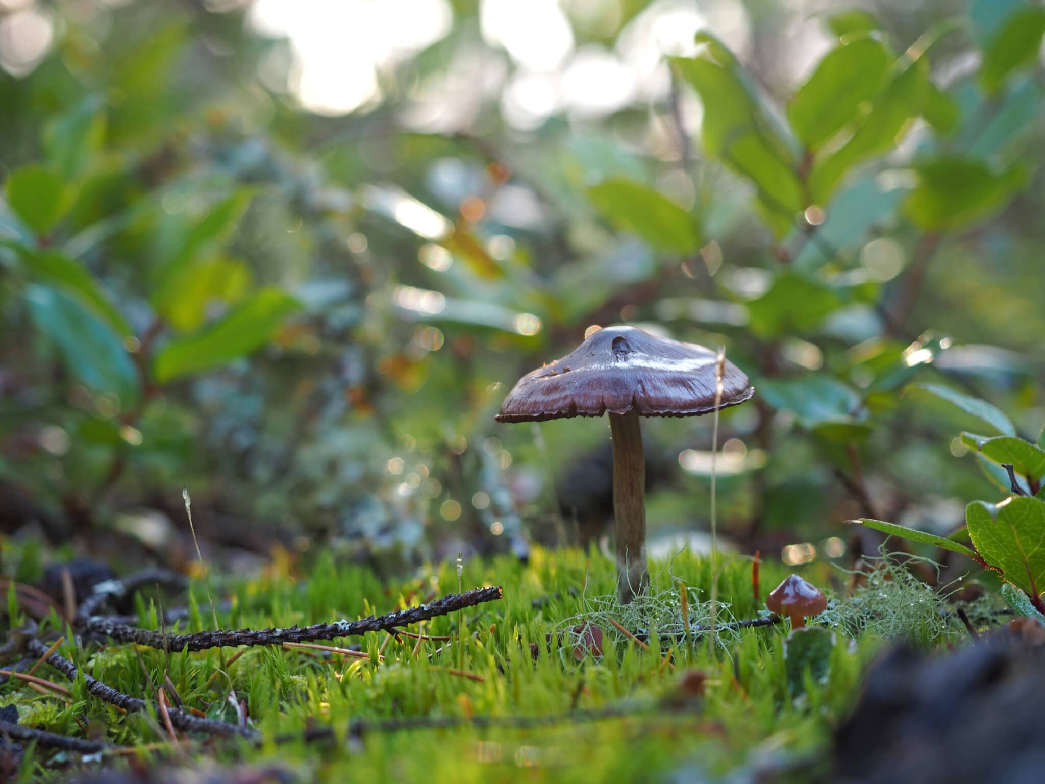 Making Music Out of Mushrooms crednews